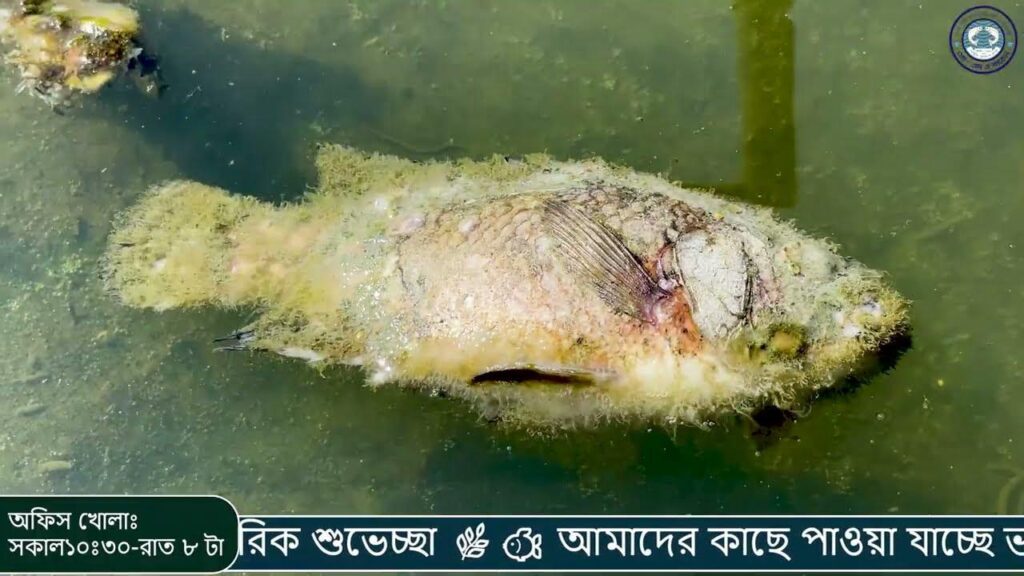 পোনা চাষের সঠিক নিয়ম ২০২৬ | এই নিয়মগুলো মানলেই মাছের মরটালিটি ০% |