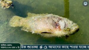 পোনা চাষের সঠিক নিয়ম ২০২৬ | এই নিয়মগুলো মানলেই মাছের মরটালিটি ০% |