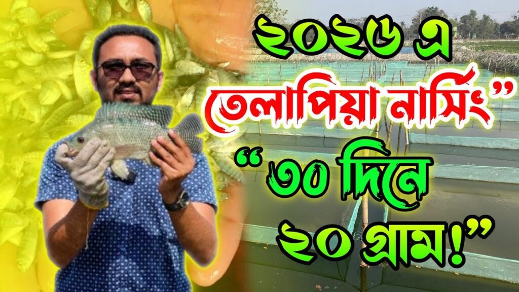 ২০২৬ সালে তেলাপিয়া মাছের নার্সিং করার আদর্শ পদ্ধতি |
